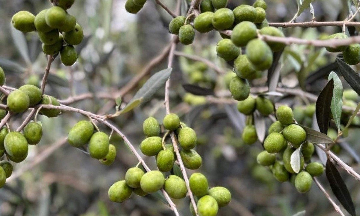 Com dois anos de mercado, o Carcar&aacute; tem muito para comemorar: em 2026, produziu  900 litros de azeite
