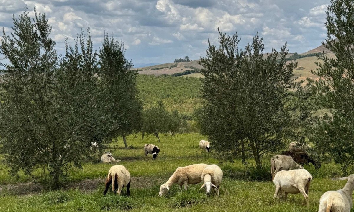 As ovelhas produzem um esterco valioso para adubar o solo do olival do azeite Poema