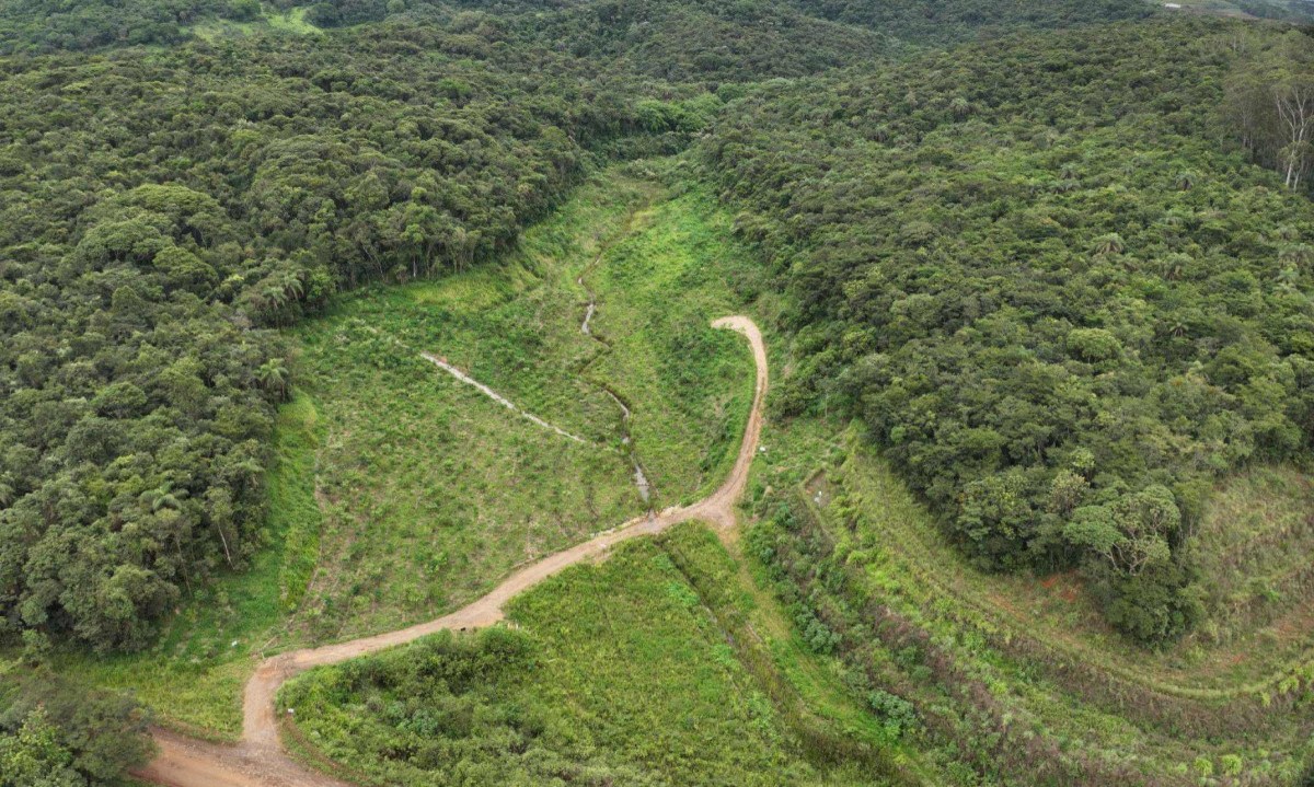 Após 6 anos, método já mostra resultados em áreas que somam 250 hectares no município de Brumadinho após o plantio de 290 mil mudas - (crédito: Vale/Divulgação)