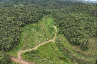 Tecnologia acelera reposição florestal em áreas degradadas