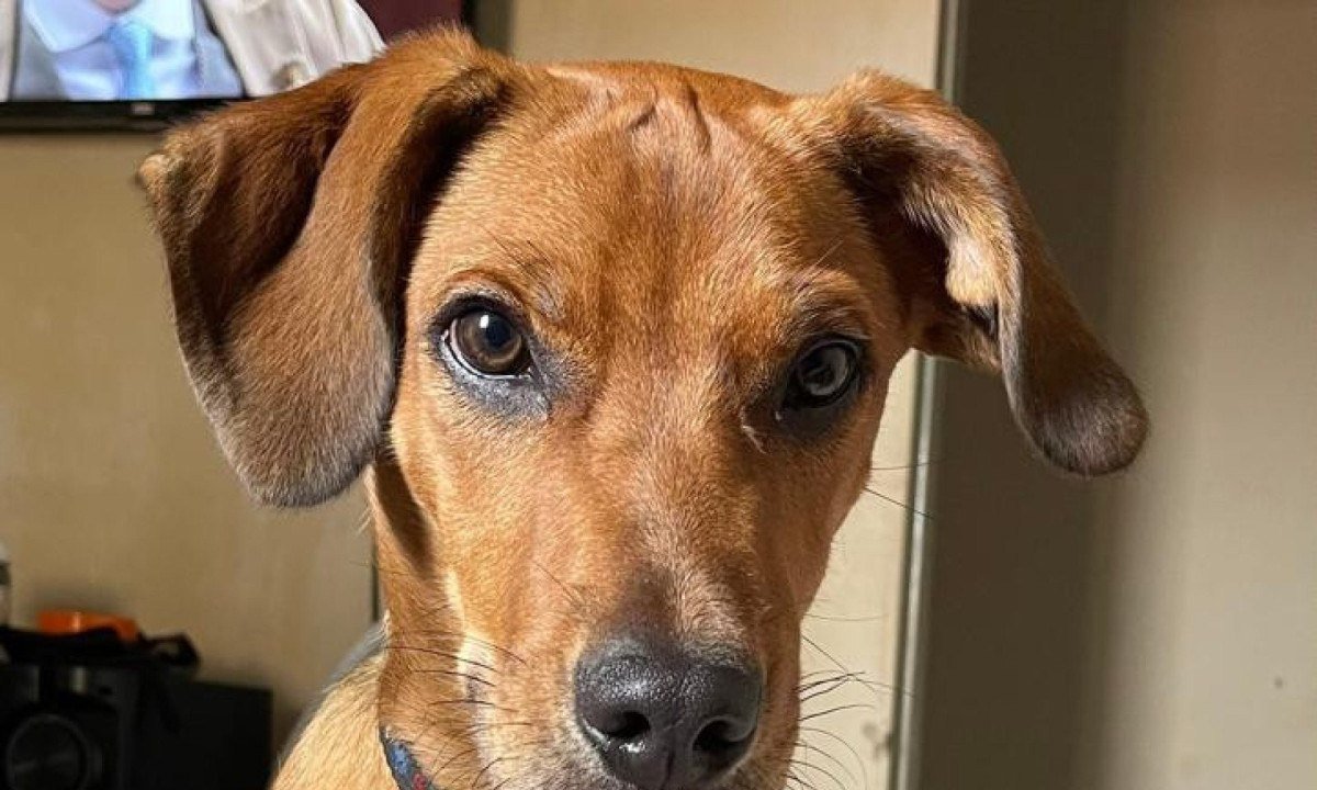 Falha em entrega leva à morte de cachorro - (crédito: DINO)