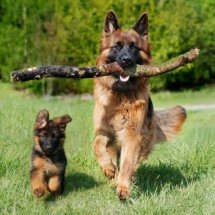 As raças de cachorro que mais combinam com os signos do zodíaco - Wemystic