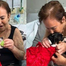 Vídeo: reencontro de idosa com seu cão transforma recuperação no hospital - Brendha Bonomi/HSF