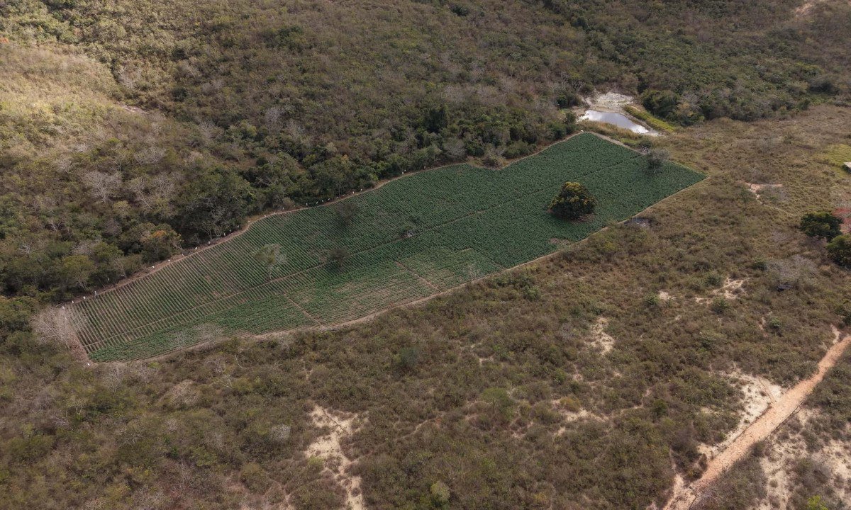 O verde da plantação irrigada de maconha em Cachoeira do Pajeú destoa da vegetação seca ao redor, devido à estiagem prolongada na região - (crédito: Polícia Civil/divulgação)