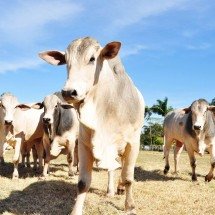 Cotas da China desafiam frigoríficos de MG após pico de exportações em 2026 - Seapa/Divulgação