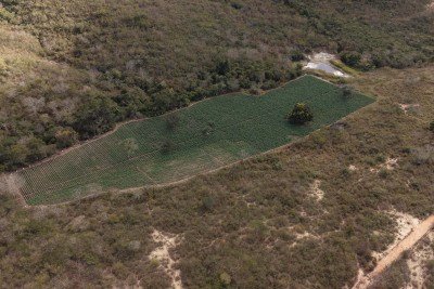 O verde da plantação irrigada de maconha em Cachoeira do Pajeú destoa da vegetação seca ao redor, devido à estiagem prolongada na região -  (crédito: Polícia Civil/divulgação)