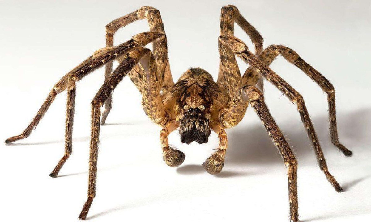 Aranhas dentro de casa são uma visão comum, que causa mais angústia para alguns que para outros - (crédito: Elva Etienne via Getty Images)