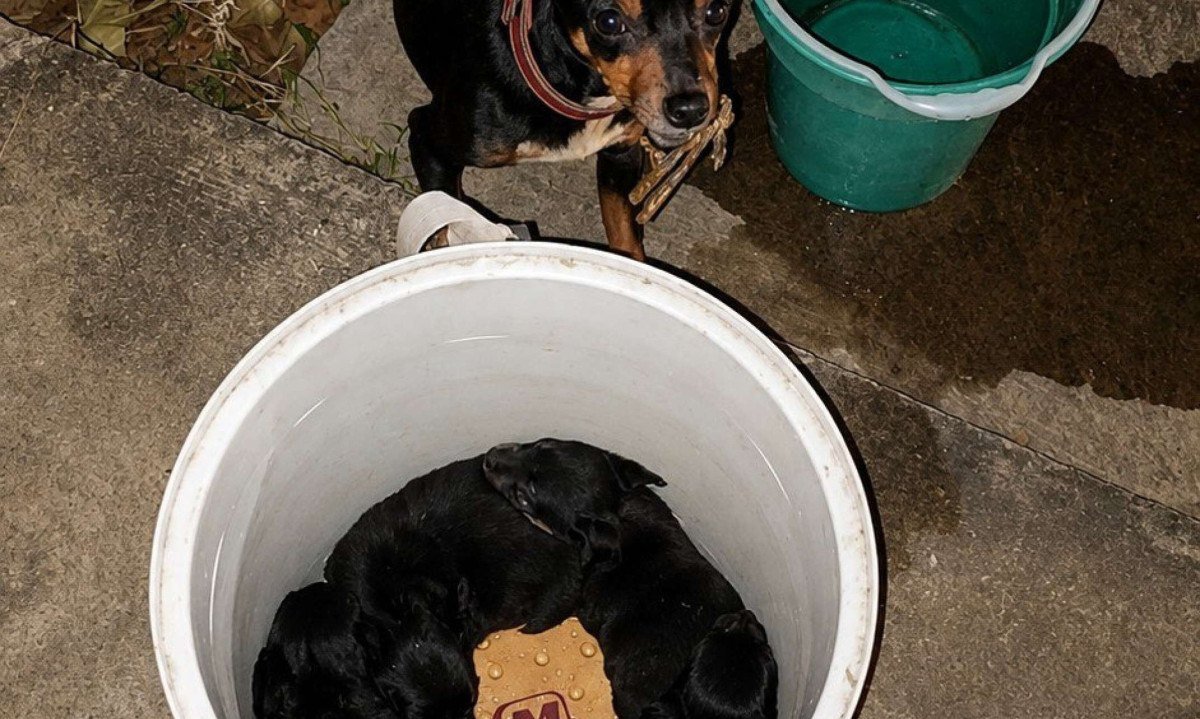 Filhotes de cachorro foram resgatados e depositados em um balde, ao lado da m&atilde;e e &agrave; salvo do inc&ecirc;ndio que destruiu ve&iacute;culos na garagem de Montes Claros