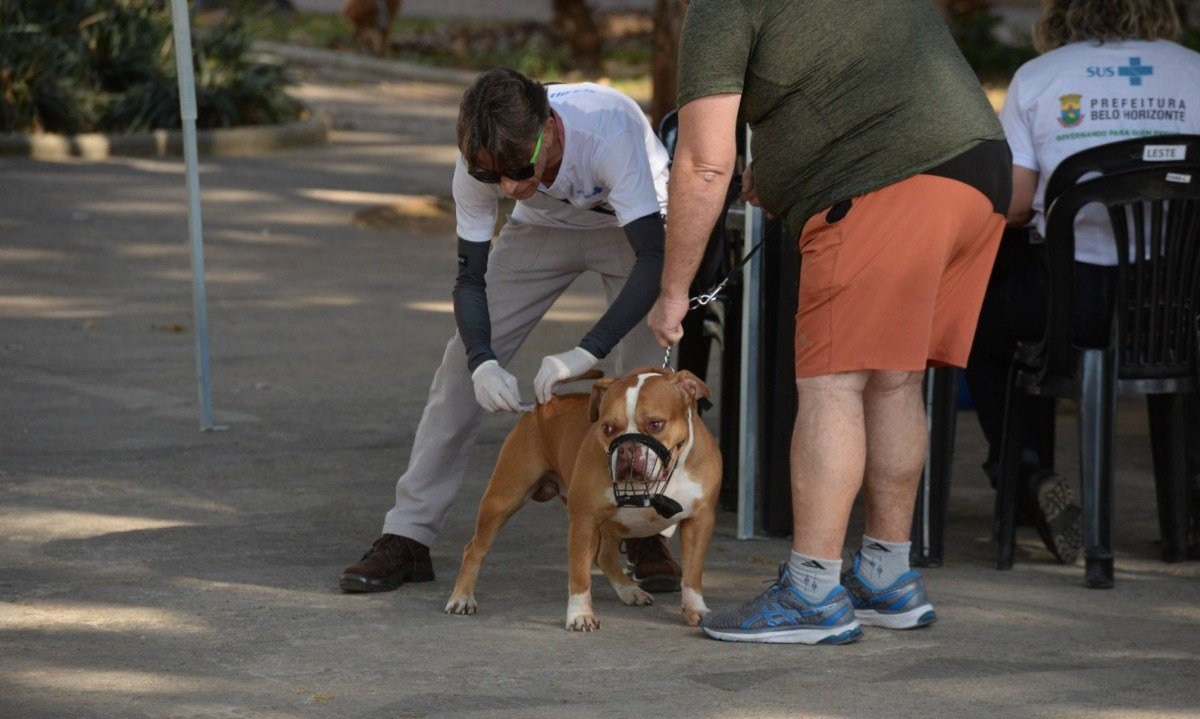 C&atilde;es tamb&eacute;m foram vacinados contra a raiva na campanha de vacina&ccedil;&atilde;o na Pra&ccedil;a Santa Teresa