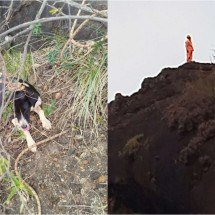 Bombeiros montam operação e salvam cachorro em risco no alto de montanha - CBMMG