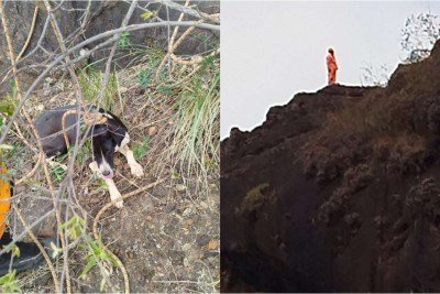 Corpo de Bombeiros realizou o resgate do animal em segurança -  (crédito: CBMMG)
