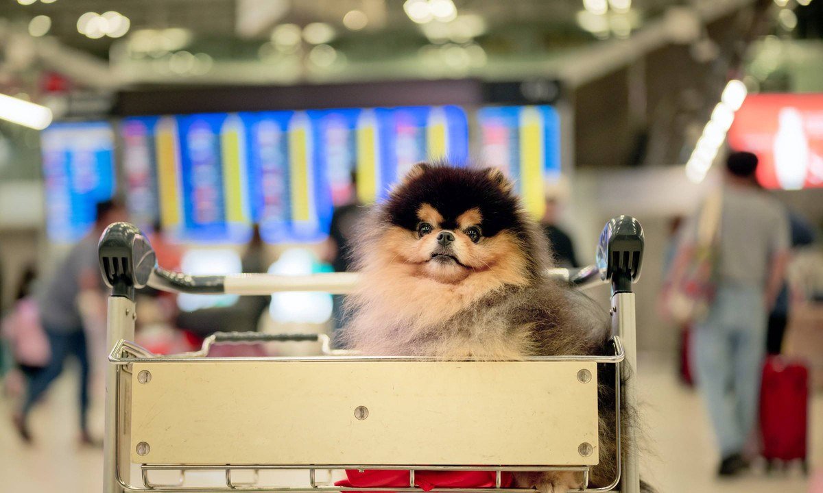 Dog Traveler in motion of enjoy beginning of the trip of fly schedule aboard together with pet owners
- (crédito: Getty Images)