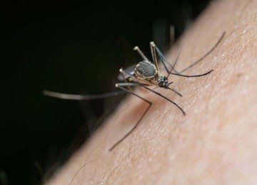 A confirmação dos primeiros casos humanos de Febre do Nilo Ocidental na história de São Paulo colocou as autoridades de saúde em alerta e ampliou as investigações sobre a presença do vírus no país. Duas mulheres tiveram diagnóstico confirmado no estado, mas ainda não há definição sobre o local onde contraíram a infecção. -  (crédito: Pexels/Jimmy Chan)