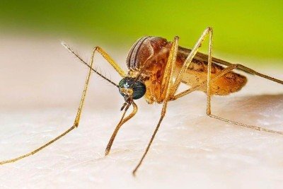 Febre do Nilo Ocidental: 8 perguntas e respostas sobre a doença -  (crédito: Getty Images)