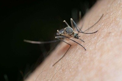 A confirmação dos primeiros casos humanos de Febre do Nilo Ocidental na história de São Paulo colocou as autoridades de saúde em alerta e ampliou as investigações sobre a presença do vírus no país. Duas mulheres tiveram diagnóstico confirmado no estado, mas ainda não há definição sobre o local onde contraíram a infecção. -  (crédito: Pexels/Jimmy Chan)