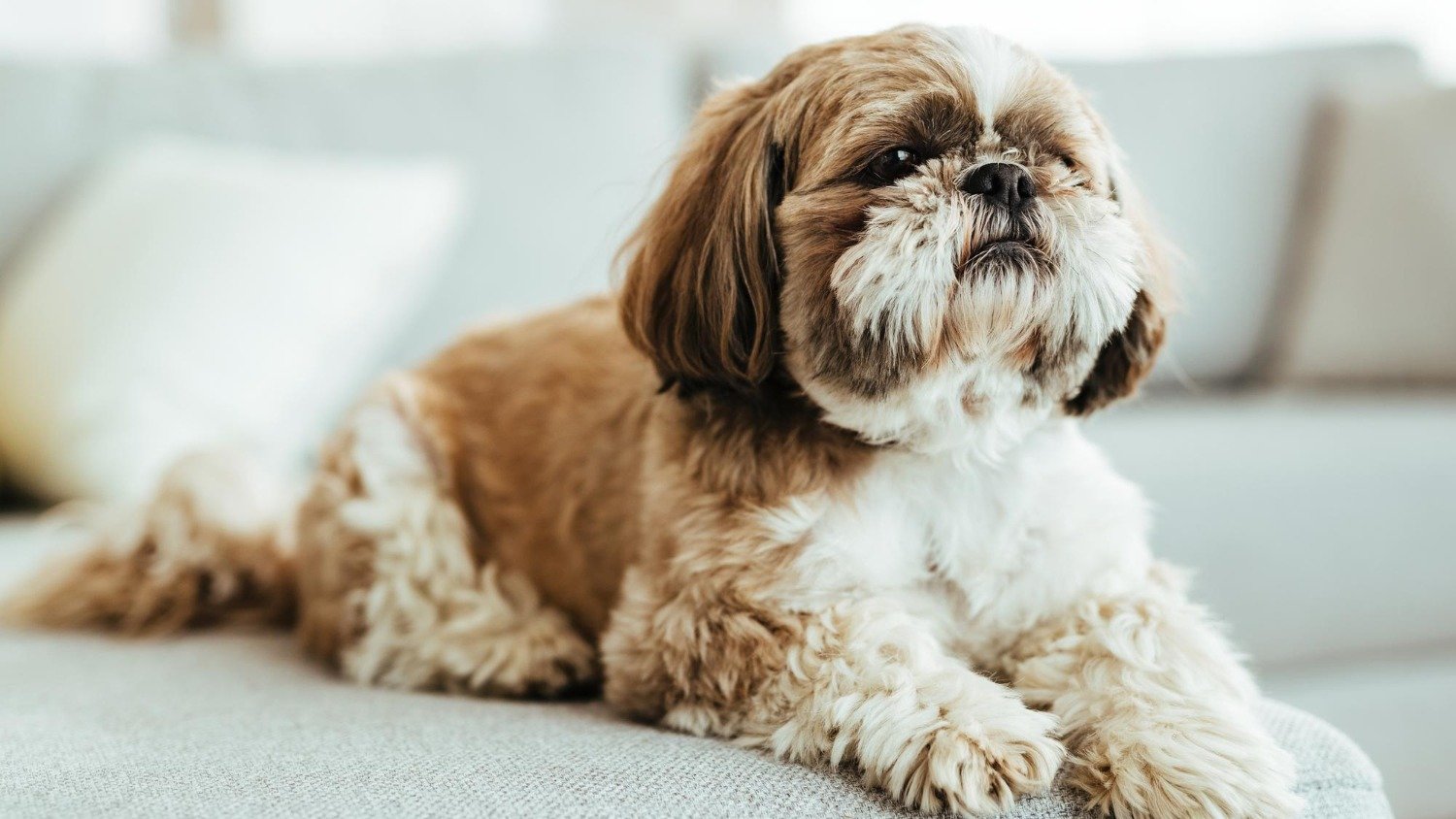 Pesquisa revela que c&atilde;es podem usar o piscar de olhos como uma forma de comunica&ccedil;&atilde;o com seus tutores -  (crédito: Freepik)