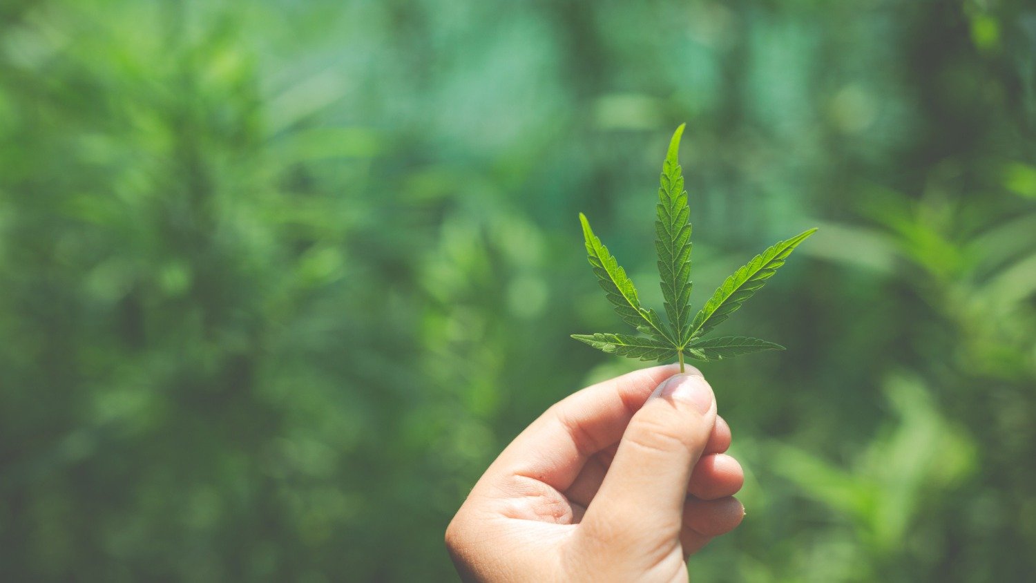 A Justi&ccedil;a brasileira tem concedido habeas corpus para o cultivo de cannabis medicinal, mas casos de desvio de finalidade preocupam autoridades -  (crédito: Freepik)