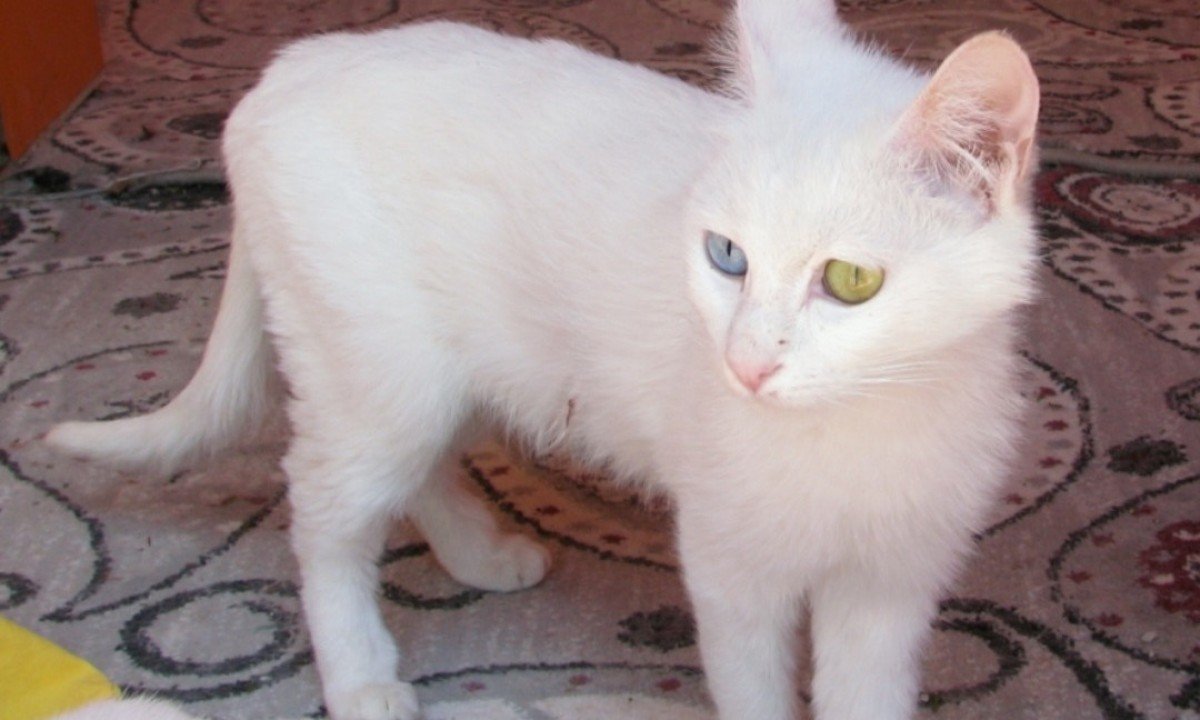 Apesar da fama, a heterocromia não aparece em todos os gatos de Van. Alguns possuem os dois olhos azuis, outros apresentam ambos em tons de âmbar, além daqueles que exibem uma cor em cada olho. -  (crédito: Ex13 wikimedia commons )