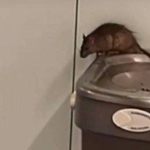 Passageiro filma rato em cima de bebedouro no aeroporto de Guarulhos (SP) - Reprodução