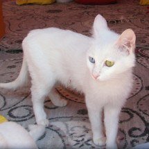 O fungo e o gato - Ex13 wikimedia commons 