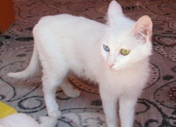 Apesar da fama, a heterocromia não aparece em todos os gatos de Van. Alguns possuem os dois olhos azuis, outros apresentam ambos em tons de âmbar, além daqueles que exibem uma cor em cada olho. -  (crédito: Ex13 wikimedia commons )