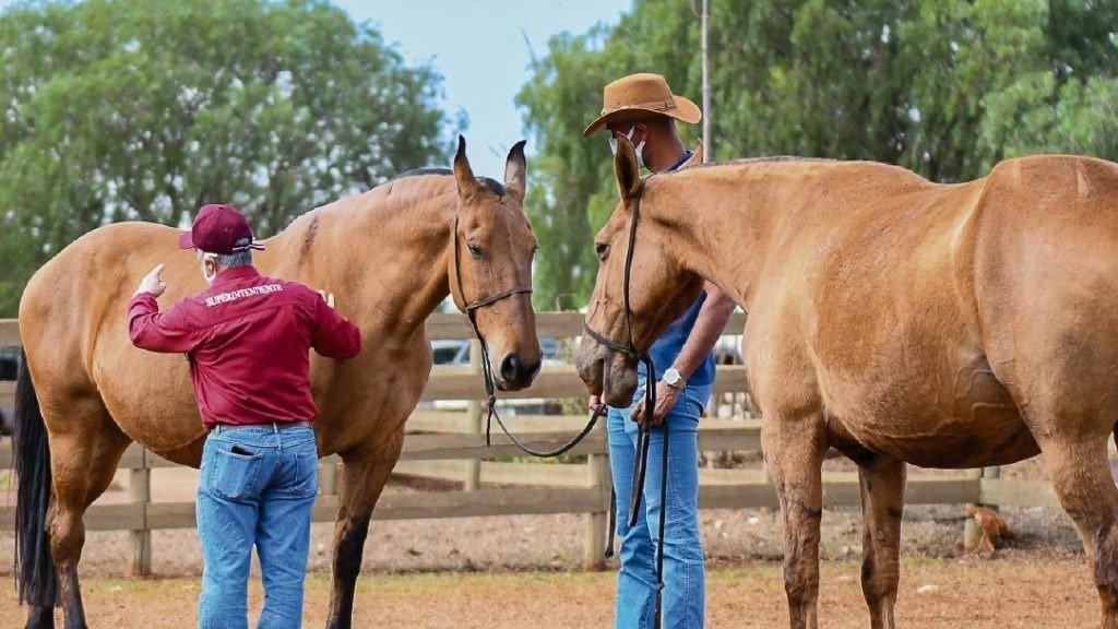 Cavalos Campolina s&atilde;o avaliados para morfologia e marcha em prepara&ccedil;&atilde;o para a Exposi&ccedil;&atilde;o Nacional na Gameleira -  (crédito: Divulga&ccedil;&atilde;o/Acervo Associa&ccedil;&atilde;o Brasileira dos Criadores do Cavalo Campolina)