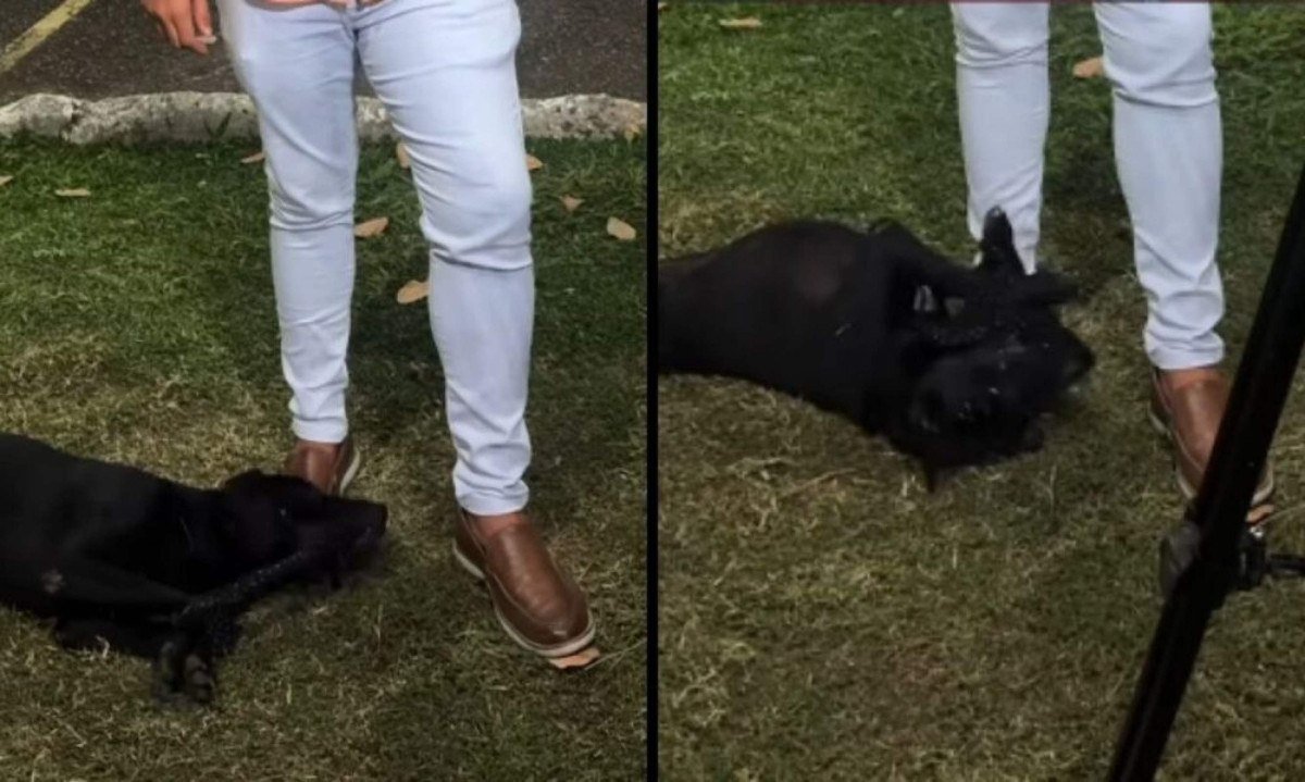 Cachorro surge em TV ao vivo e encontra tutora após um mês sumido - (crédito: Tupi)