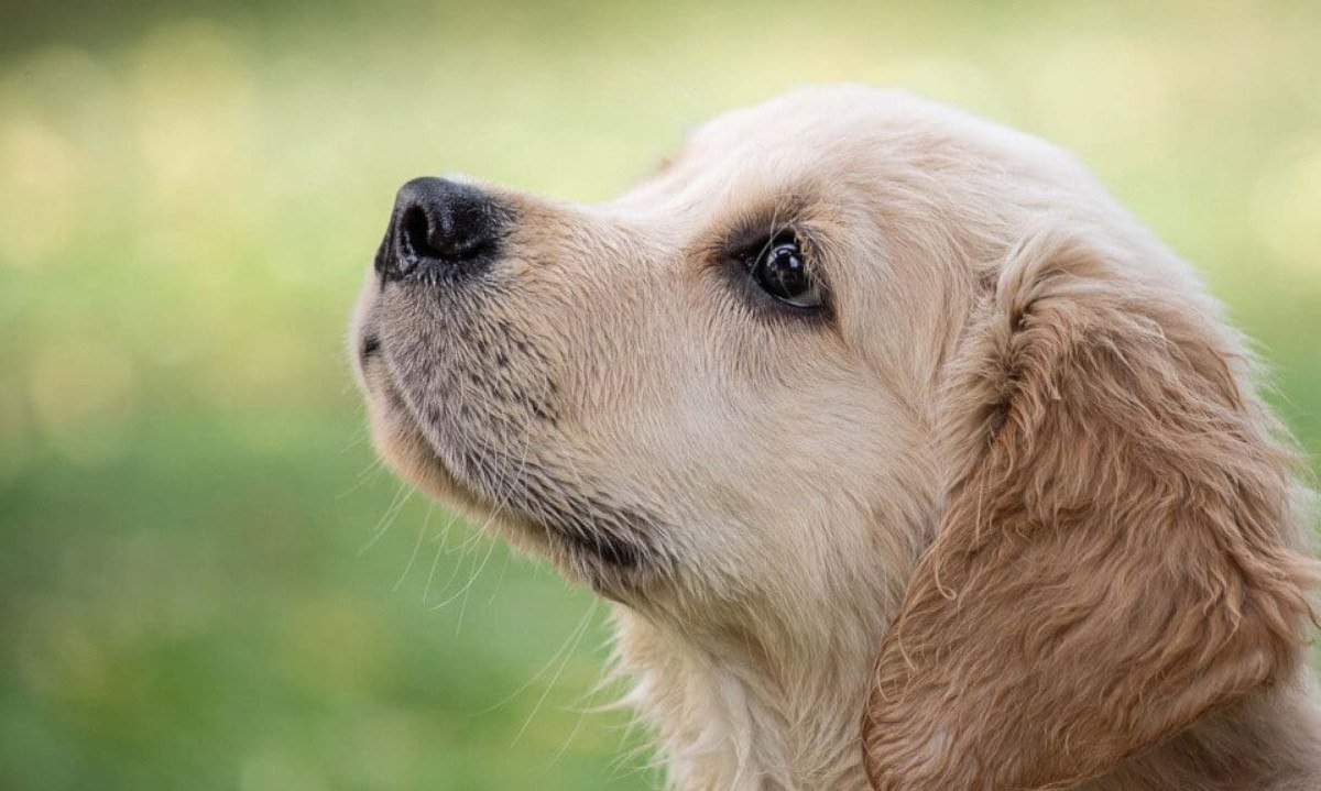 Os principais significados de sonhar com cachorro - (crédito: Wemystic)