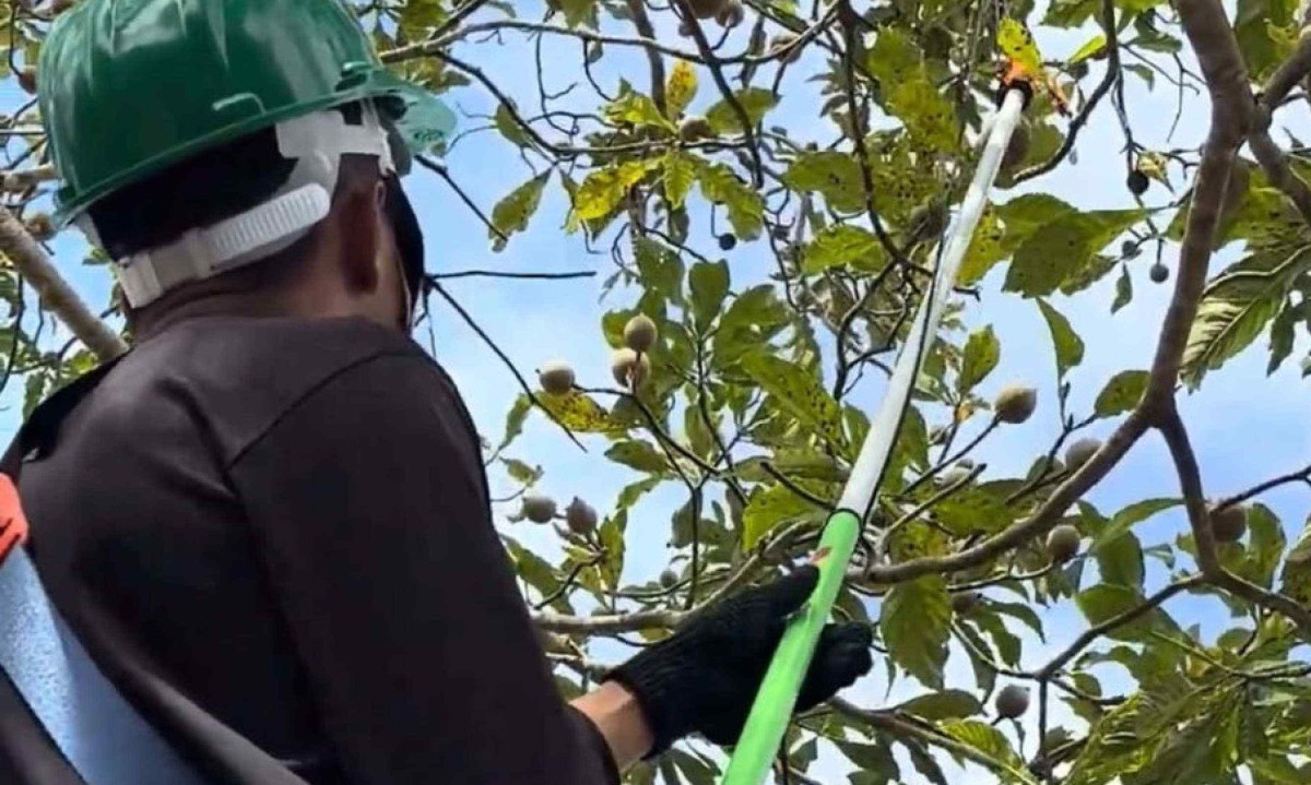 Projeto-piloto capacitou produtores a trabalhar em altura e a reconhecer o ponto correto para a colheita do jenipapo - (crédito: Ernane Ribeiro/Divulgação)