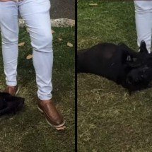 Cachorro surge em TV ao vivo e encontra tutora após um mês sumido - Tupi