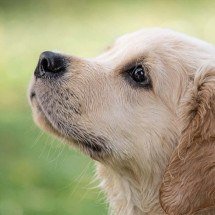 Os principais significados de sonhar com cachorro - Wemystic