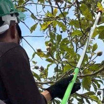 Jenipapo: de 'praga' a fruto cobiçado - Ernane Ribeiro/Divulga&ccedil;&atilde;o