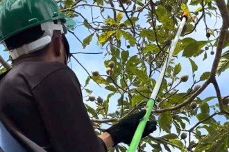 Jenipapo: de 'praga' a fruto cobiçado