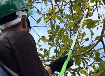 Projeto-piloto capacitou produtores a trabalhar em altura e a reconhecer o ponto correto para a colheita do jenipapo  -  (crédito: Ernane Ribeiro/Divulga&ccedil;&atilde;o)