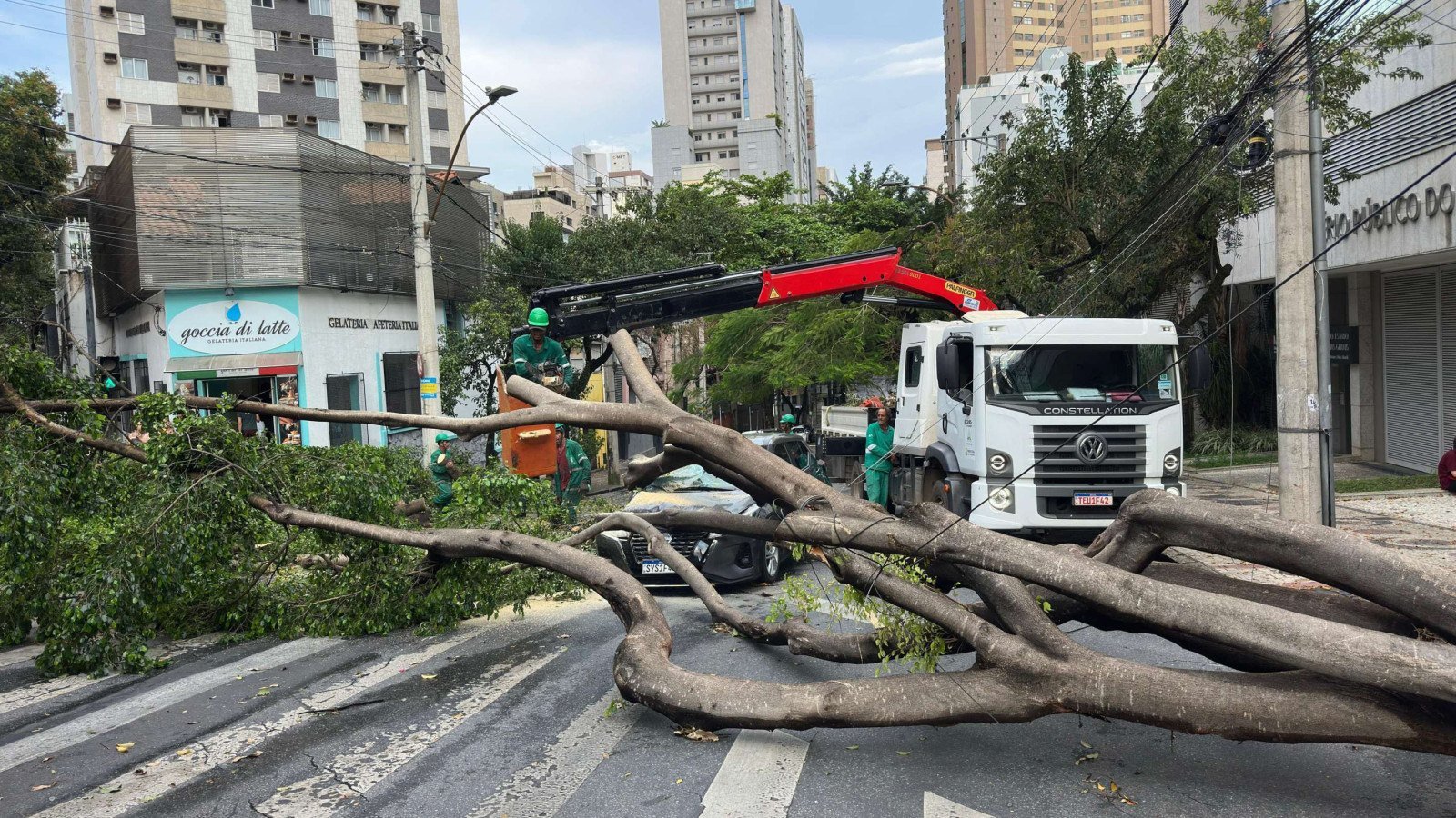 &Aacute;rvore de grande porte caiu sobre dois carros no bairro de Lourdes