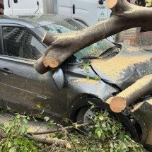 Árvore de grande porte cai sobre dois carros no Bairro de Lourdes em BH - Ramon Lisboa/EM/D.A Press
