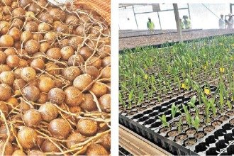 Empresa aposta na produção do coco macaúba  para biocombustível 