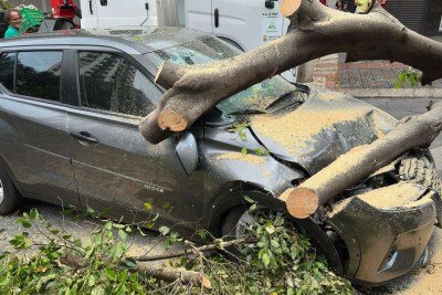 Árvore de grande porte caiu sobre dois carros no bairro de Lourdes -  (crédito: Ramon Lisboa/EM/D.A Press)