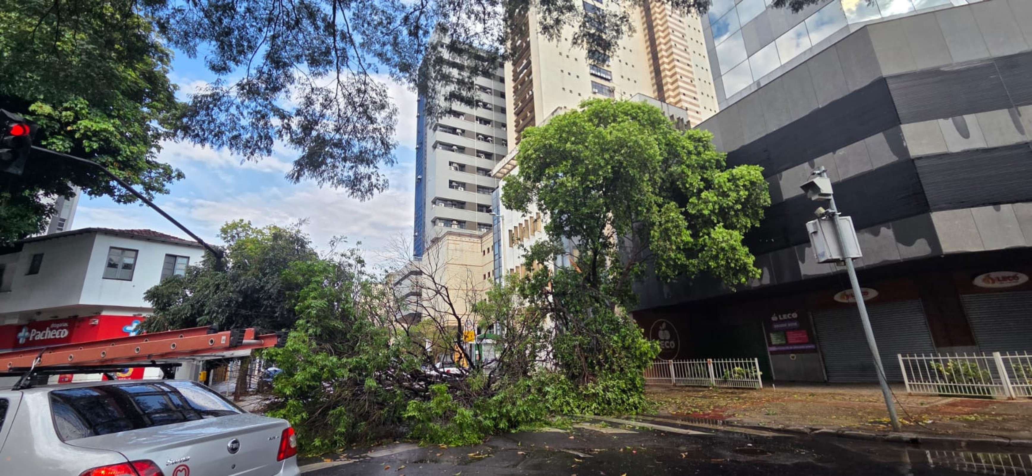 Chuva derrubou uma árvore na Rua dos Otoni esquina com Av. Alfredo Balena