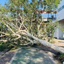 Árvores caídas e telhados retorcidos: veja estragos da chuva em BH - Edésio Ferreira/EM/D.A.Press