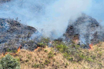 Incêndio atinge mata no Buritis -  (crédito: Divulgação)