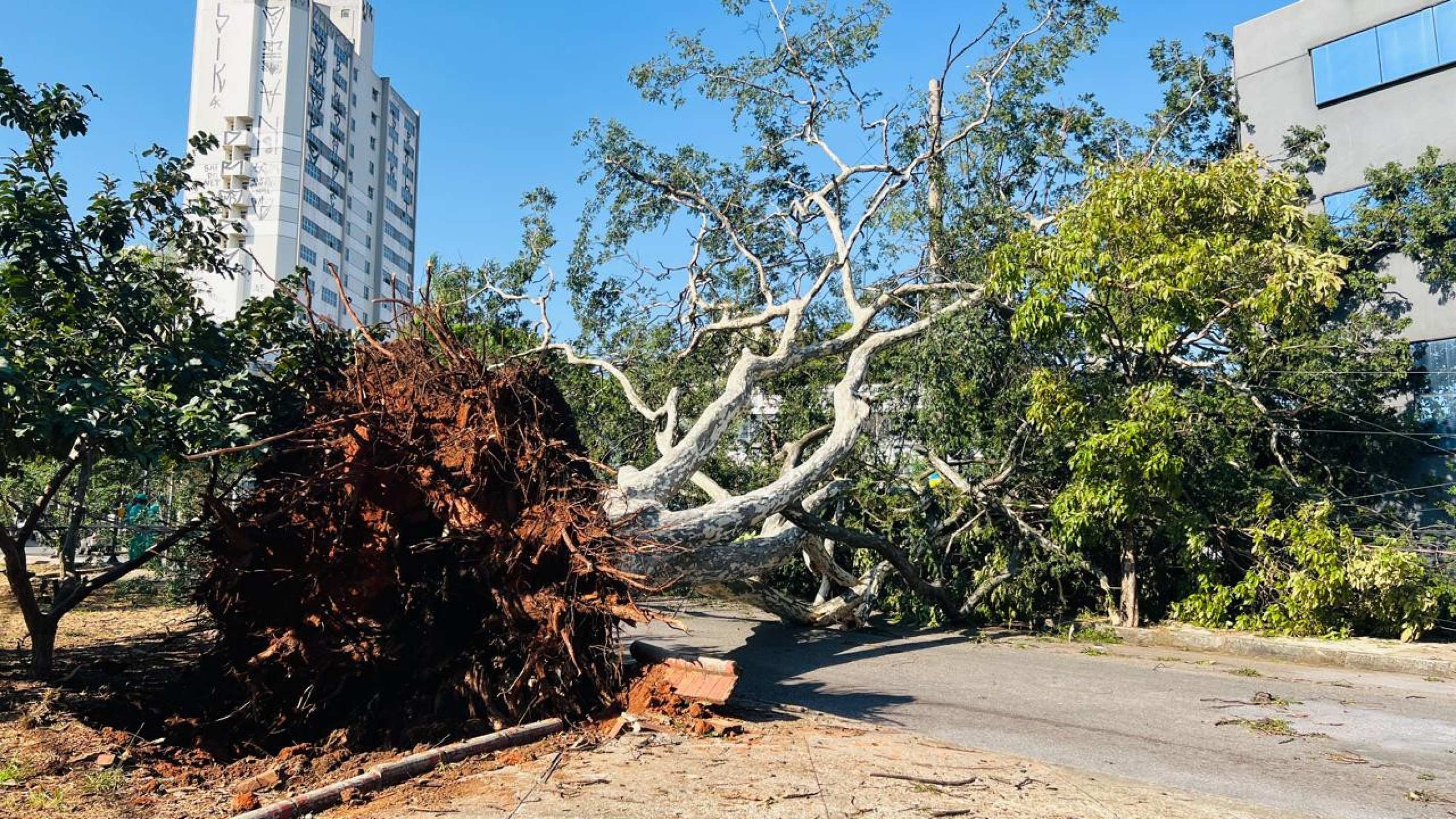 Temporal deixa rastro de destruição e BH amanhece com estragos-Edésio Ferreira/EM/D.A.Press