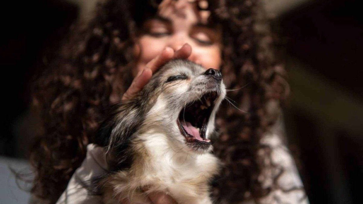 Tutores devem oferecer conforto e carinho para acalmar seus pets durante tempestades, minimizando o estresse e a ansiedade -  (crédito: FreePik)