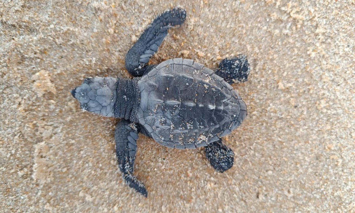Indústria alagoana apoia conservação da fauna marinha - (crédito: DINO)