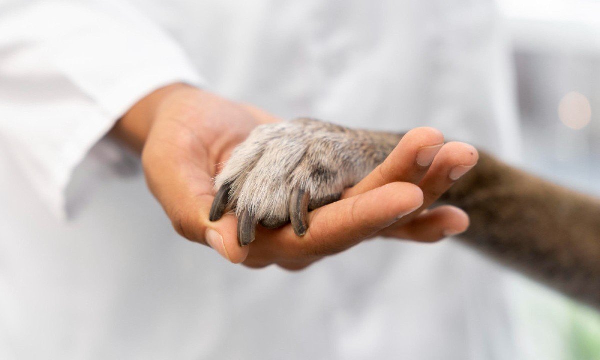 Quase 33% dos veterinários brasileiros apresentam sofrimento psicológico em níveis elevados, revela estudo - (crédito: magnific)