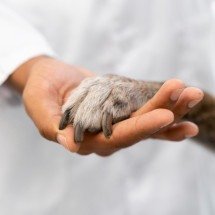Dia do Veterinário alerta para a crise de saúde mental na profissão - magnific