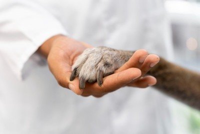 Quase 33% dos veterinários brasileiros apresentam sofrimento psicológico em níveis elevados, revela estudo -  (crédito: magnific)