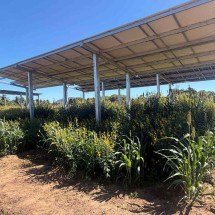 Estudo quer viabilizar produção de energia solar e alimento no mesmo espaço - Epamig/Divulga&ccedil;&atilde;o