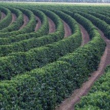 Safra de café arábica em MG foi estimada em 33,4 milhões de sacas - Faemg/Divulga&ccedil;&atilde;o