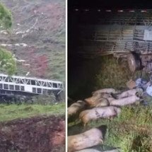 Motorista morre após carreta com 140 porcos cair em ribanceira em MG - Reprodução